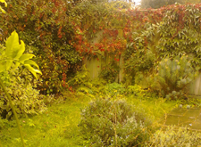 Client Garden - Inman Gardens